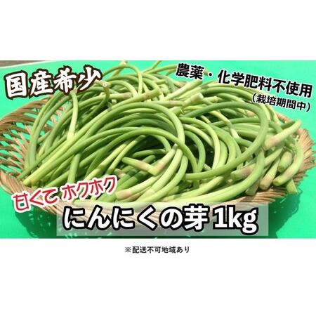 ふるさと納税 にんにくの芽 国産 2024年 発送 約1kg 錦町産 農薬・化学肥料 栽培期間中不使用 桑原農園 希少 甘くてほくっと！配送不可：離島 熊本県錦町