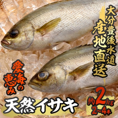 天然 イサキ (約2kg・計2-4本)