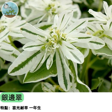 【七夕情人節 浪漫首選】銀邊翠種子 白雪邊緣 又稱初雪草 白色聖誕 觀葉植物 盆栽花壇 婚禮布置 切花花材