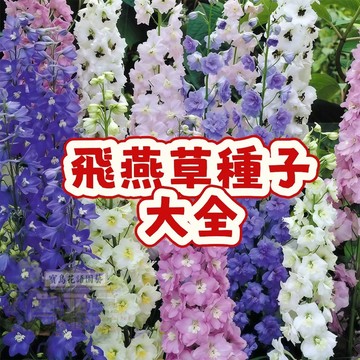 熱銷 🌼（飛燕草種子大全）翠雀花 庭院驅蟲觀賞花卉盆栽四季庭院陽台 多年生 易種耐寒耐旱 新手推薦