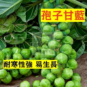 🌱早熟高產（孢子甘藍種子GL-1）耐寒性強 口感脆嫩 易生長 高麗菜‌‌種子 包菜 抗病抗旱易種植 高產爬藤蔬菜種子
