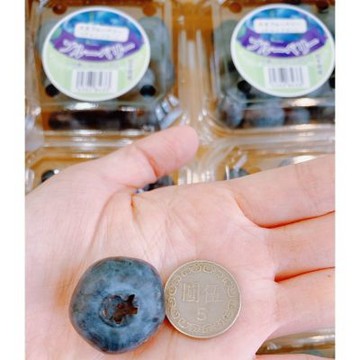 日本 岩手縣 巨無霸4L 藍莓｜日本藍莓禮盒