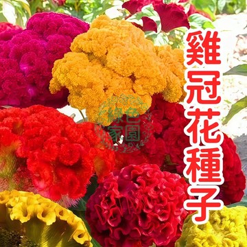 雞冠花種子 多色混合 花卉種籽 庭院盆栽 易栽種 開花持久 園藝佈置 景觀美化 春季播種 夏季開花 種子包 花壇植物
