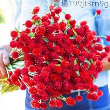現貨💐【千日紅種子】💐（250粒）四季百日紅種子 草莓花 紫色 白色 紅色千日紅種子 切花種子 四季懶人庭院盆栽花海種子