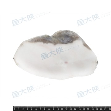 大比目魚-切片AL-A35N (半肚洞/350g/冰35%/片)-1D6B【魚大俠】FH060
