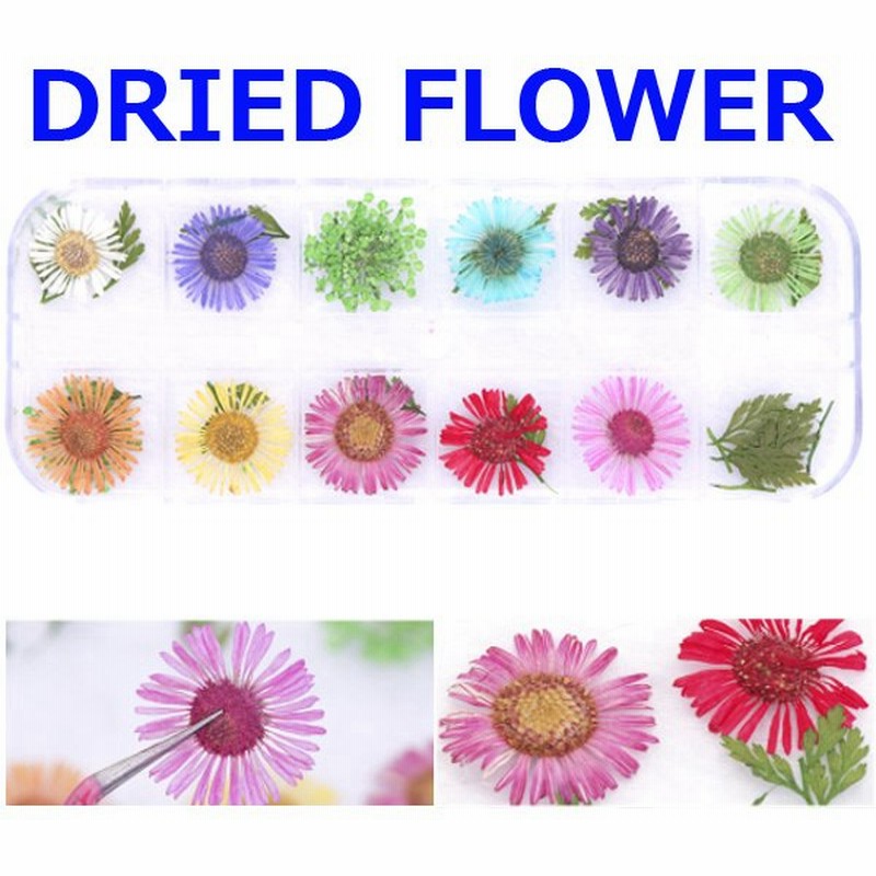 押し花 レジン ドライフラワーb ドライフラワーセット ｕｖレジンクラフト ネイル用に最適 ケース付 通販 Lineポイント最大0 5 Get Lineショッピング