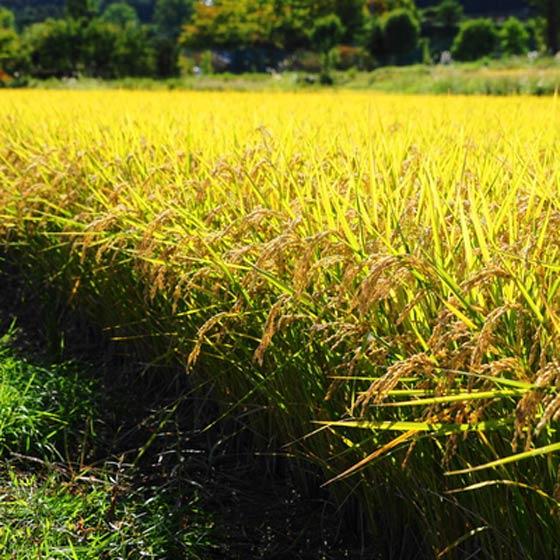 コシヒカリ 白米 但馬米 但馬産 兵庫県 2kg 令和5年産