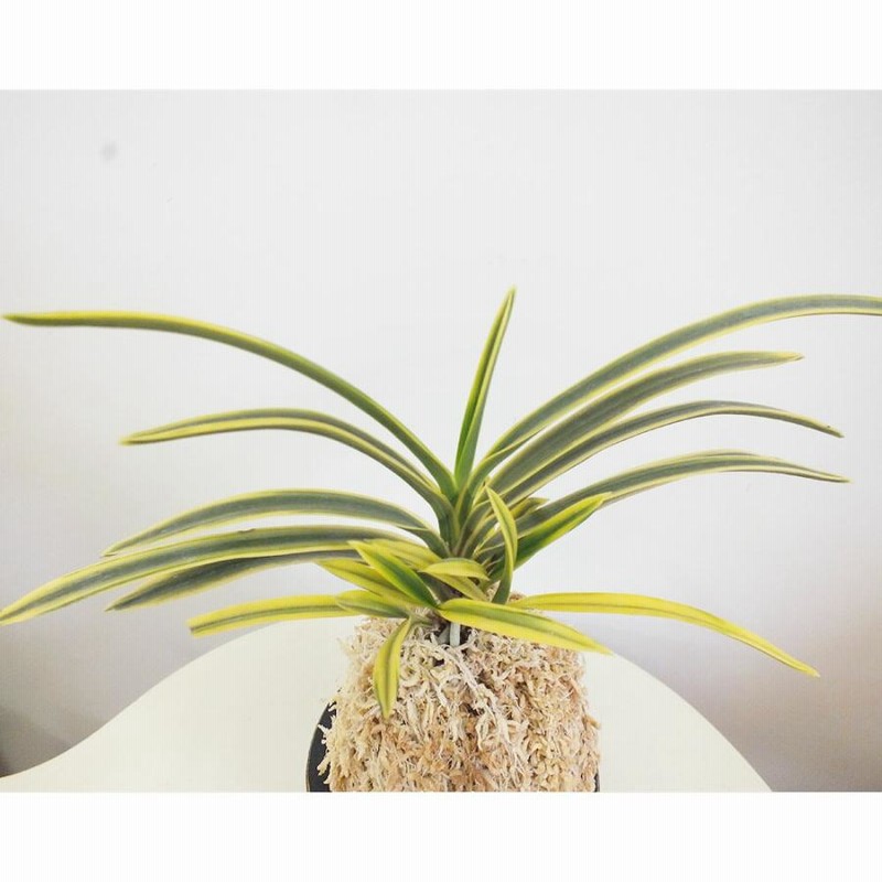 宝石のような観葉植物のお店 【Jewelry Plant】 富貴蘭 金玉牡丹