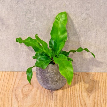 山蘇 桌上型水泥盆栽 觀葉植物 禮物 盆栽 交換禮物 辦公室小物