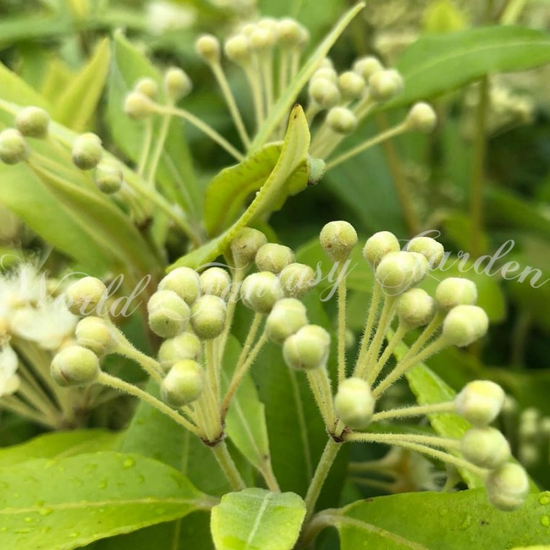 苗木 レモンマートル 1鉢 4号 花なし お届け中 Backhousia