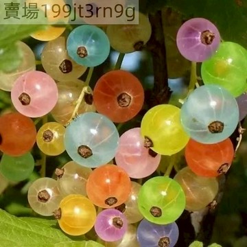 現貨 醋栗種子（250粒）水果種子 黑刺醋栗不同颜色果子醋栗種子大全 鵝莓樹水果野生漿果種子 庭院陽台盆栽種植 果樹種子