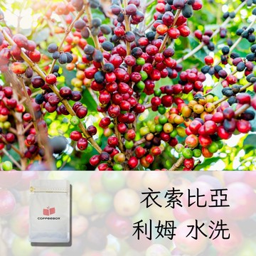 衣索比亞 利姆 水洗 淺焙 (半磅/227g)【柏克斯咖啡】