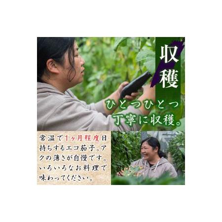 ふるさと納税 ＜2023年11月〜2024年6月中旬の間に発送予定＞期間限定！宮崎県門川町産エコファーマー恵農園のエコ茄子(24本〜33本・約5k.. 宮崎県門川町