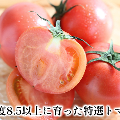 北海道産 特選トマト(糖度8.5以上)20～39玉 約4kg＜2024年7月上旬～順次出荷＞｜北海道 滝川市 とまと トマト 野菜 糖度 2024年発送 先行受付 やさい