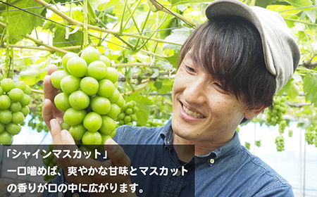 ＜令和6年夏発送・数量限定＞イチオシ3品種　各2房