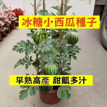 🍉冰糖小西瓜種籽 XG-4 早熟 高產不裂瓜 橢圓形禮品西瓜 吊瓜甜度 高薄皮沙瓤 四季高產少籽紅瓤西瓜盆栽地栽水果種子