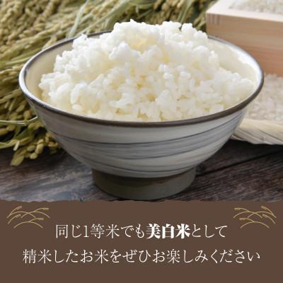 ふるさと納税 京丹後市 令和5年産　丹後こしひかり1等米　美白精米　2合×10袋(3kg)