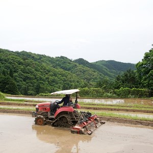 棚田米10kg 精米 コシヒカリ 特別栽培米 7割削減 京都産