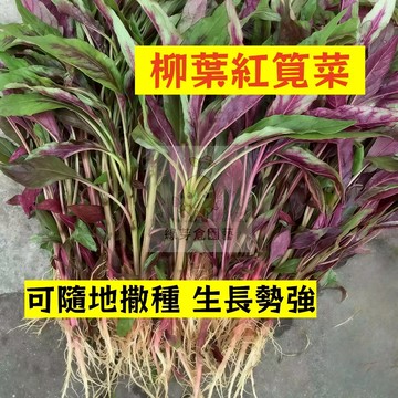 🌱早熟高產（柳葉紅筧菜種子JC-3）可隨地撒種 生長勢強 清江菜 易生長  高產 抗病抗旱易種植 高產蔬菜種子#葉菜類