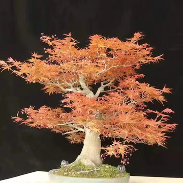 青禾園藝-本地黃楓種子FS-1 黃色楓樹種子四季易種禪意綠植盆景室內外觀賞種子盆栽觀葉植物種子