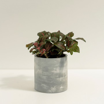 紅網紋草│泥作系列│福所栽