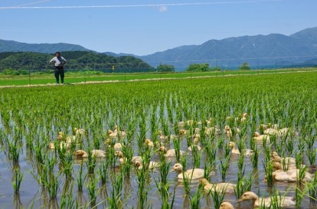 特別栽培米　夢まどか5㎏