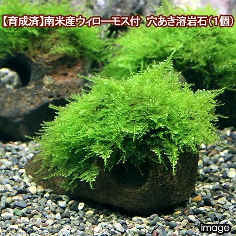 水草）育成済 南米ウィローモス 穴あき溶岩石（水中葉）（無農薬）（１個） 通販 LINEポイント最大0.5%GET | LINEショッピング