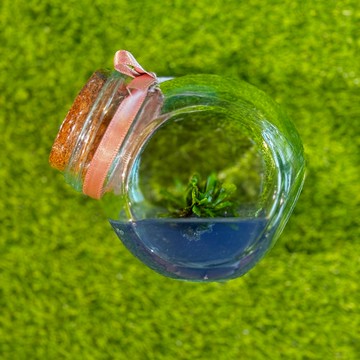 小室瓶栽 農改場合作 蕨類植物系列 爆炸頭山蘇 自然風3號瓶多 自然風 辦公室療癒小物  風水植物盆栽 植物有保固好照顧 桌上擺件