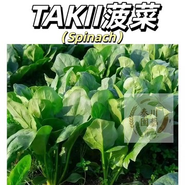 嘉儀現貨（TAKII菠菜種子）進口.葉片大.抗病力強.秋~春栽 高產蔬菜種子 四季種植  陽台盆栽種植菜籽#葉菜類蔬菜