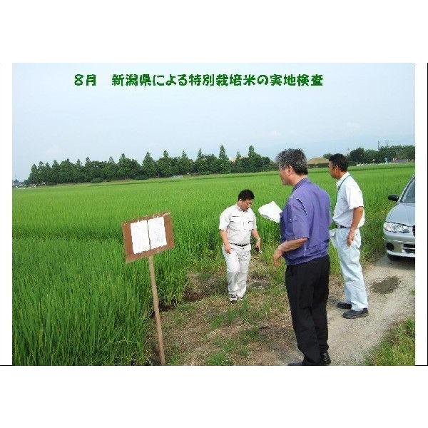 こばやし農園「発芽玄米 ミルキークイーン 30kg(5kg＊6)」新潟県産 特別栽培米（減農薬・減化学肥料栽培米）令和 5年産