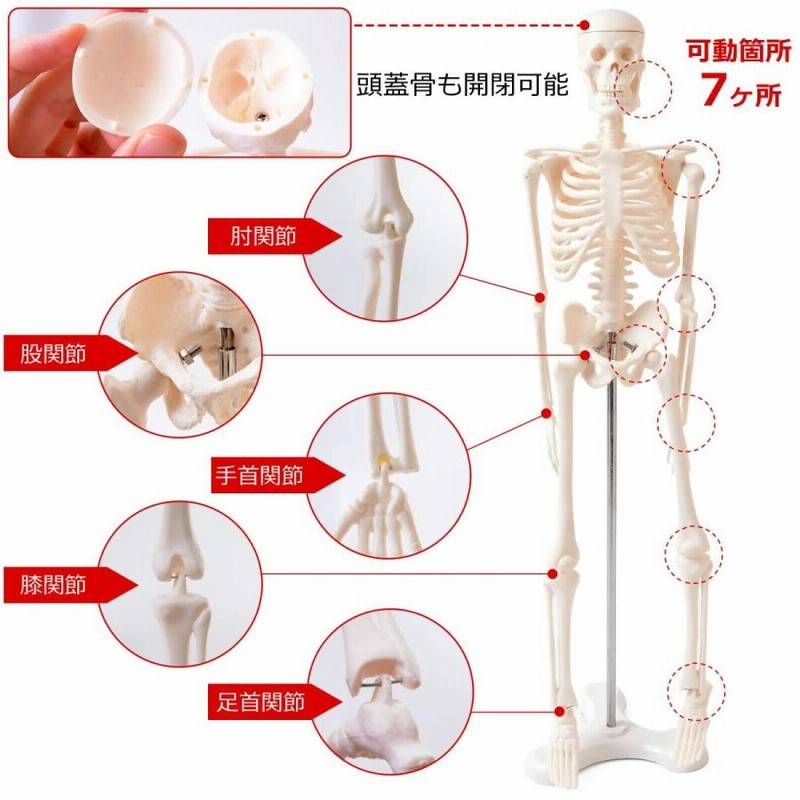 人体模型 人体骨格模型 骨格標本 45cm 1/4 モデル ホワイト 台座 可動域 直立 スタンド 教材 フィギュア LB-229 区分60Y |  LINEブランドカタログ