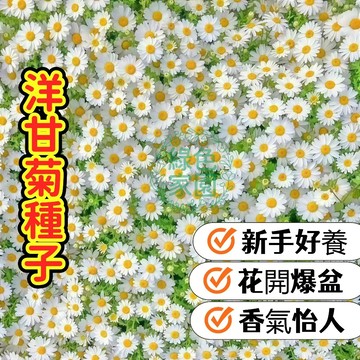 洋甘菊種子 香草植物 舒緩茶飲 可愛小白花 療癒盆栽 易種易活 可食用花 安心助眠 花園新娘 室內陽台