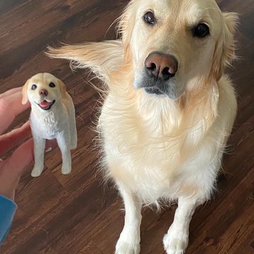 【客製化3D寵物紀念公仔】訂製手作似顏繪肖像狗狗貓咪毛小孩娃娃