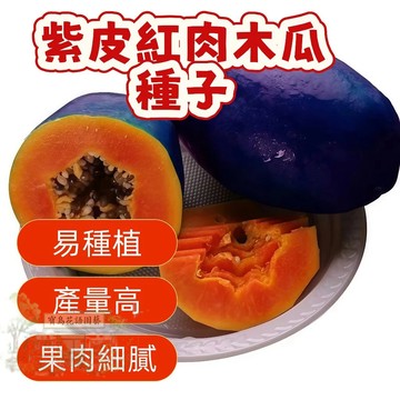 ✨【紫皮紅肉木瓜】萬壽果種子  當季新籽 發芽率高  產量高 營養豐富  薄皮多汁  新手易種植