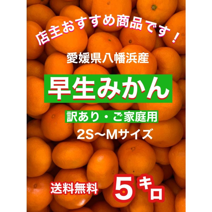 当店の店主おススメ商品！！愛媛県八幡浜産早生みかん5キロ（訳あり