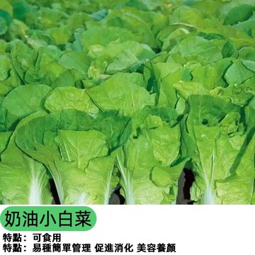 四季奶油小白菜種子 速生小白菜種子  速生快收 家庭陽台盆栽 全年可種 免農藥 有機蔬菜 新手友善