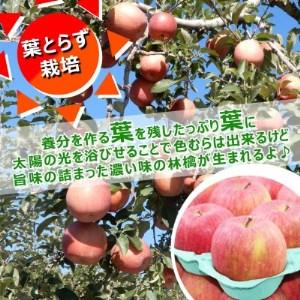 ふるさと納税 令和6年1月中旬より発送 訳アリ 葉とらずサンふじ3キロ箱 6〜12玉 津軽産直組合直送! 青森県青森市