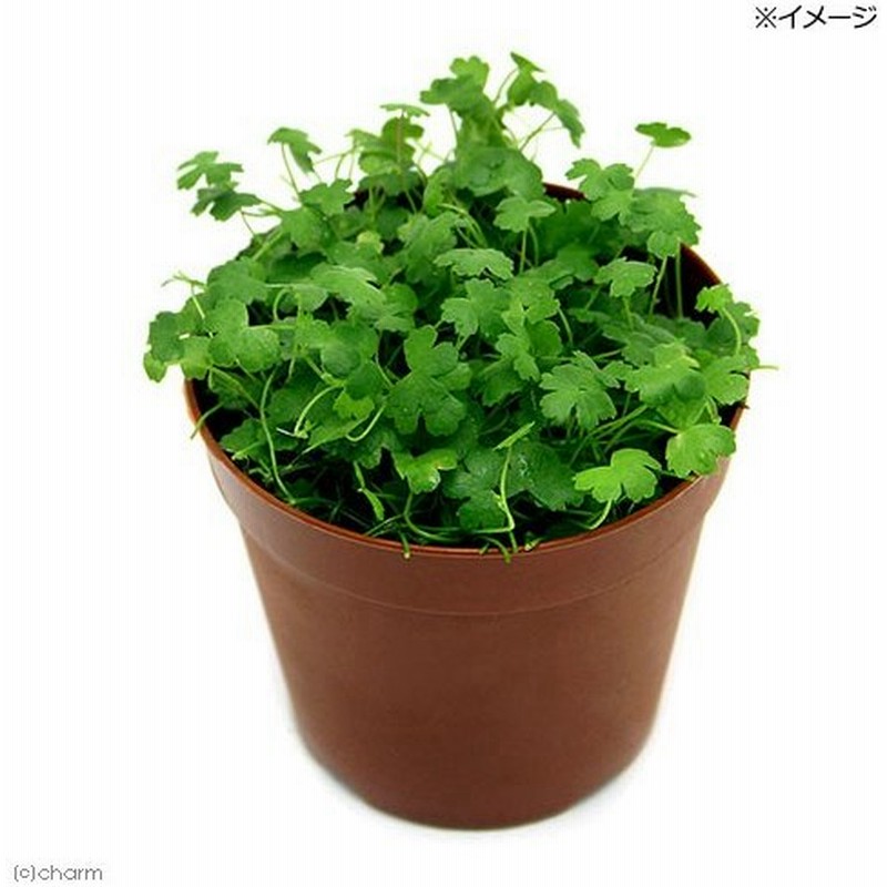 水草 オーストラリアン ノチドメ 水上葉 鉢植え 無農薬 １鉢 通販 Lineポイント最大0 5 Get Lineショッピング