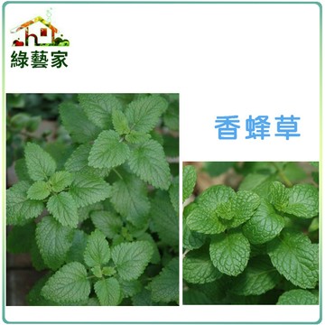 K04.香蜂草種子0.16克(約200顆)(清新檸檬香,增加食物美味,乾葉可作薰香材料)香草類種子【綠藝家】