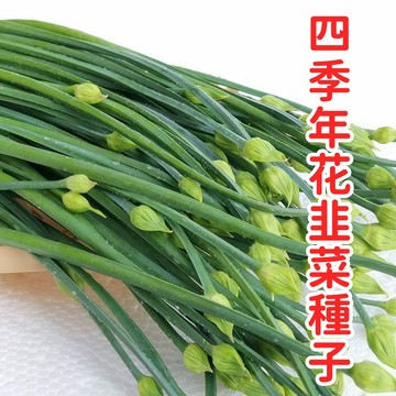 台灣四季年花韭菜種子 多年生 家庭菜園陽台盆栽 耐熱耐寒 割了又長 蔬菜種籽 播種易活 現貨當季可播 家庭種植食用花卉
