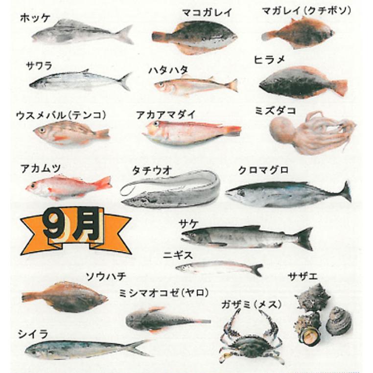 鮮魚ボックス セットB 山形県庄内産 詰め合わせ 直送 食の都庄内