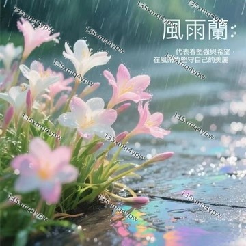 台灣現貨 風雨蘭種子（250粒） 新品種 四季開花 室內庭院陽臺四季易種植盆栽花卉耐寒耐熱觀賞植物花卉多年生 超低價