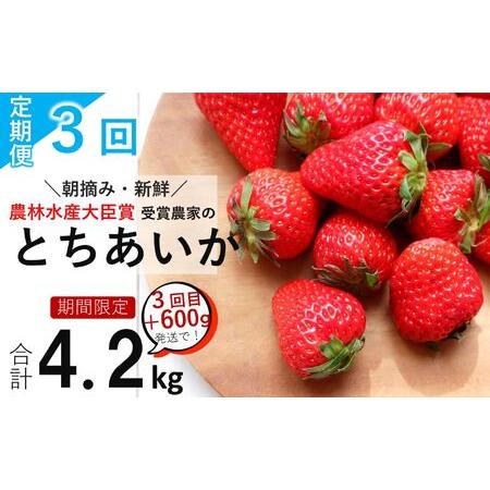 ふるさと納税  いちごっぱなし 旬いちご 1.2kg 栃木県真岡市