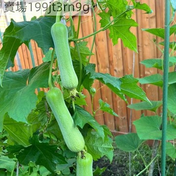 現貨 🥒【白玉香絲瓜種子】 發芽率高達95% 今年新種 超長特大巨型白玉絲瓜 早熟生育強建 農家田園盆栽果菜種子