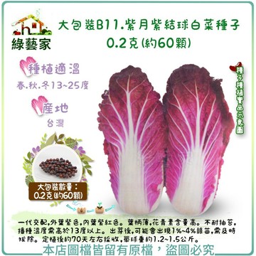 【綠藝家】大包裝B11.紫月紫結球白菜種子0.2克(約60顆)(F1，外葉紫色內葉紫紅色。葉柄薄，花青素含
