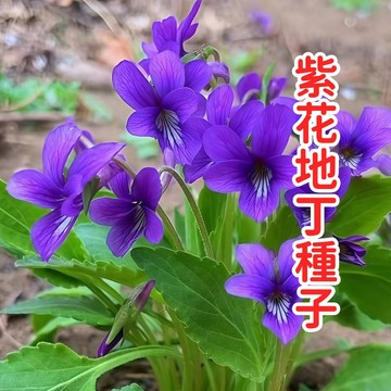 臺灣現貨 早春野花 紫花地丁種子 堇菜種子 地被植物 香草種子 開花盆栽 易種多年生 庭院陽台綠化 蜜源植物 療癒小花草
