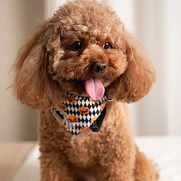 【尾巴丘 Tailshill】萬聖系列領巾 M號 手工原創寵物領巾 貓狗適用 貓狗領巾 台灣老師傅