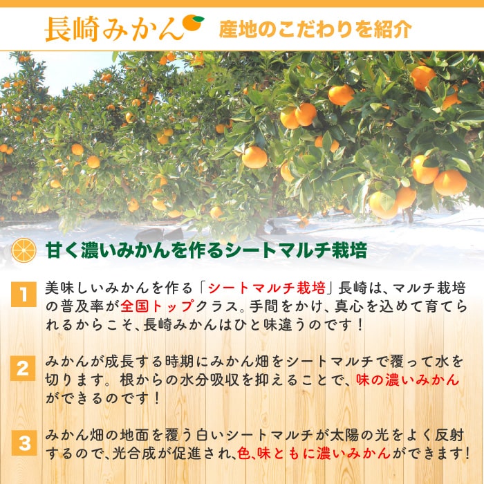 [予約 2023年11月1日-11月30日の納品] 出島の華 みかん Sサイズ 約 5kg 長崎県 JAながさき 高糖度 長崎 高級 産地箱 冬ギフト お歳暮 御歳暮