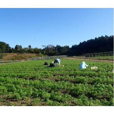 ふるさと納税 掛川市 於愛の方 ふるさとの味 オーガニック野菜セット (旬の有機野菜) Sセット