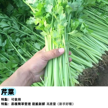 【家庭農場必備】四季小香芹種子 耐熱耐寒 全年可種 廚房香料盆栽 可當香草 剪葉再生 陽台種植 香菜替代 有機栽種 現貨